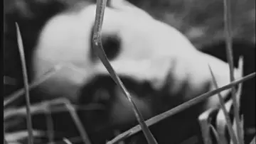 Zasłona do filmu "Amos, Vogel" #1144875
