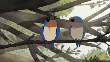 Zasłona do filmu "Birds" #1574487