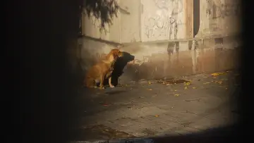 Zasłona do filmu "Ni siquiera las flores" #1093121