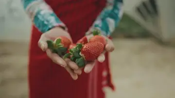 Zasłona do filmu "Bittere Früchte - Ausbeutung in der Landwirtschaft" #458641