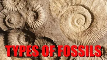 Zasłona do filmu "The Six Main Types of Fossilization Explained" #458621