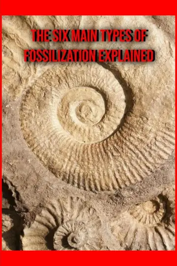 Plakat do filmu "The Six Main Types of Fossilization Explained" #458622