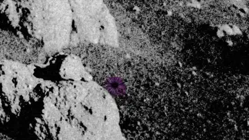 Zasłona do filmu "Do Flowers Grow on the Moon?" #480698