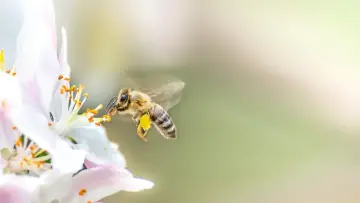 Zasłona do filmu "Les abeilles, sentinelles de la planète" #474238