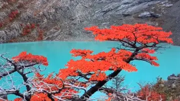Zasłona do filmu "PROJETO PATAGÔNIA" #473911