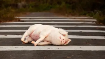 Zasłona do filmu "Pig at the Crossing" #738108