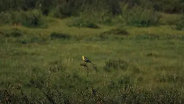 Zasłona do filmu "Jylkychy chymchyk" #1188312