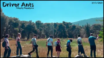 Zasłona do filmu "Driver Ants" #1113690