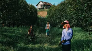 Zasłona do filmu "Ogród ciernisty" #700388