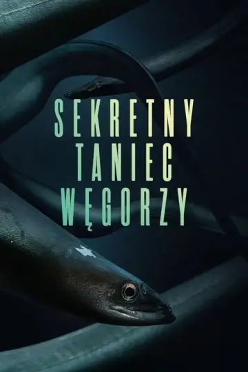 Sekretny taniec węgorzy