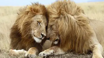 Zasłona do filmu "Second Nature: Gender and Sexuality in the Animal World" #955993