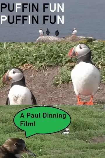 Puffin Fun plakat