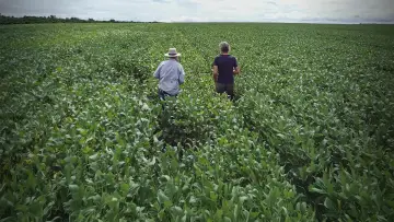 Zasłona do filmu "C