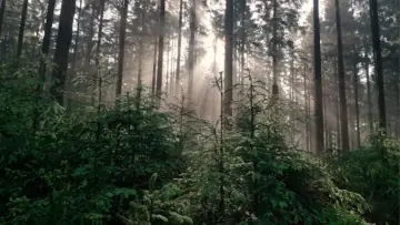Zasłona do filmu "Tahae Tuakiri" #484606