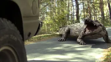 Zasłona do filmu "Aligator: Ostatni Rozdział" #344248