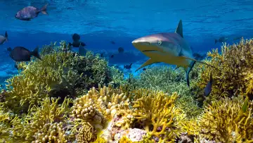 Zasłona do filmu "Protecting Paradise: The Story of Niue" #737827