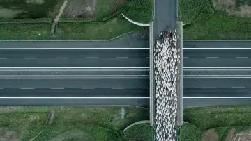 Zasłona do filmu "Lupi Nostri" #977132