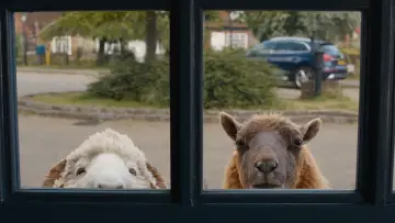 Zasłona do filmu "Sprawiedliwość owiec" #772395
