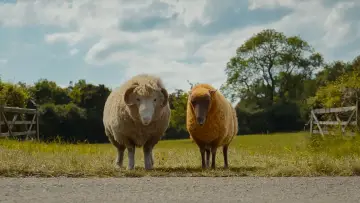 Zasłona do filmu "Sprawiedliwość owiec" #813581
