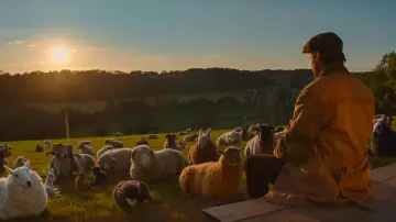 Zasłona do filmu "Sprawiedliwość owiec" #813590