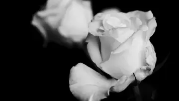 Zasłona do filmu "Petals of Doubt" #491659