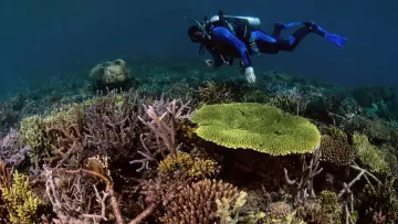 Zasłona do filmu "Super Reefs" #504093