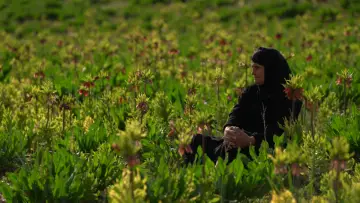 Zasłona do filmu "مرثیه ای برای ایل" #504311