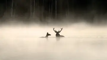 Zasłona do filmu "Le chant des forêts" #534610