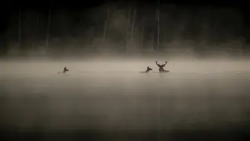 Zasłona do filmu "Le chant des forêts" #534611