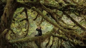 Zasłona do filmu "Le chant des forêts" #534612