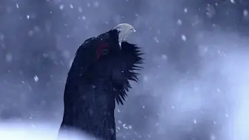 Zasłona do filmu "Le chant des forêts" #534625