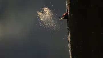 Zasłona do filmu "Le chant des forêts" #534635