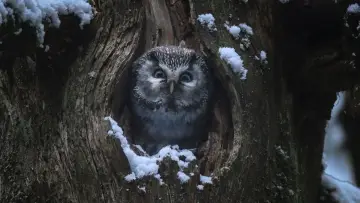 Zasłona do filmu "Le chant des forêts" #534639