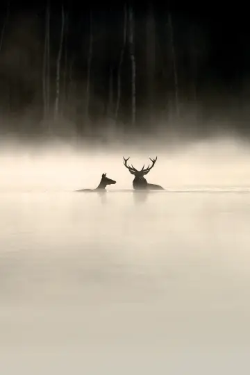 Le chant des forêts