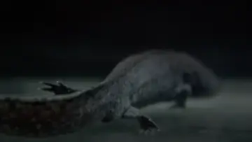 Zasłona do filmu "Axolotl" #882086