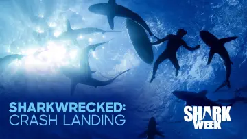 Sharkwrecked: Crash Landing plakat