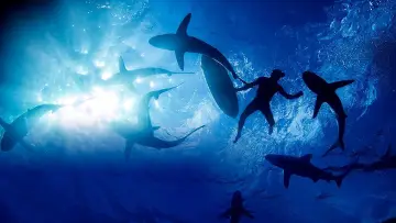 Zasłona do filmu "Sharkwrecked: Crash Landing" #1632152