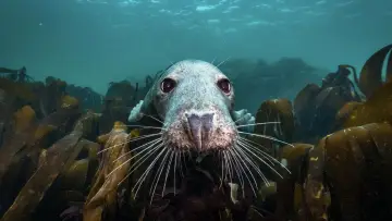 Zasłona do filmu "De wilde Noordzee" #772989