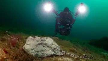 Zasłona do filmu "De wilde Noordzee" #772991