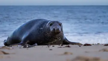 Zasłona do filmu "De wilde Noordzee" #772993