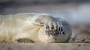 Zasłona do filmu "De wilde Noordzee" #772994