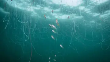 Zasłona do filmu "De wilde Noordzee" #772997