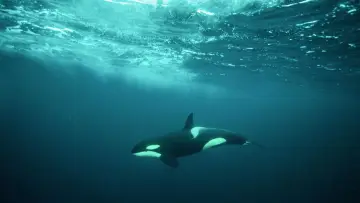 Zasłona do filmu "De wilde Noordzee" #772998