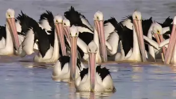 Zasłona do filmu "Die Reise der Pelikane - Australiens Outback-Wunder" #982257