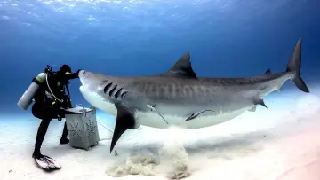 Zasłona do filmu "Tiger Shark Beach" #920316