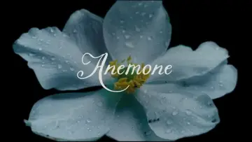 Zasłona do filmu "Anemon" #518915