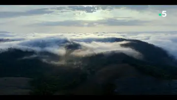 Zasłona do filmu "Ivohiboro, la forêt oubliée" #735894