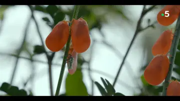 Zasłona do filmu "Ivohiboro, la forêt oubliée" #735902