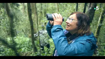 Zasłona do filmu "Ivohiboro, la forêt oubliée" #735904
