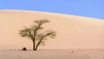 Zasłona do filmu "Fin de viaje, Sahara" #1765687